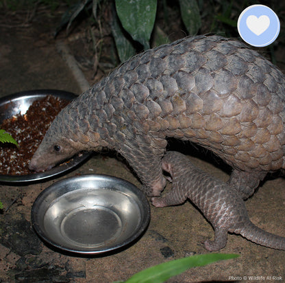 Project Peril: Protect the Pangolin from Extinction