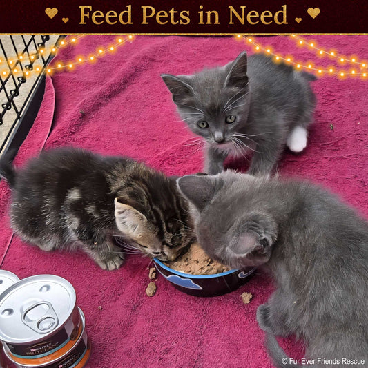 Holiday Food Drive: Feed Shelter Pets in Need