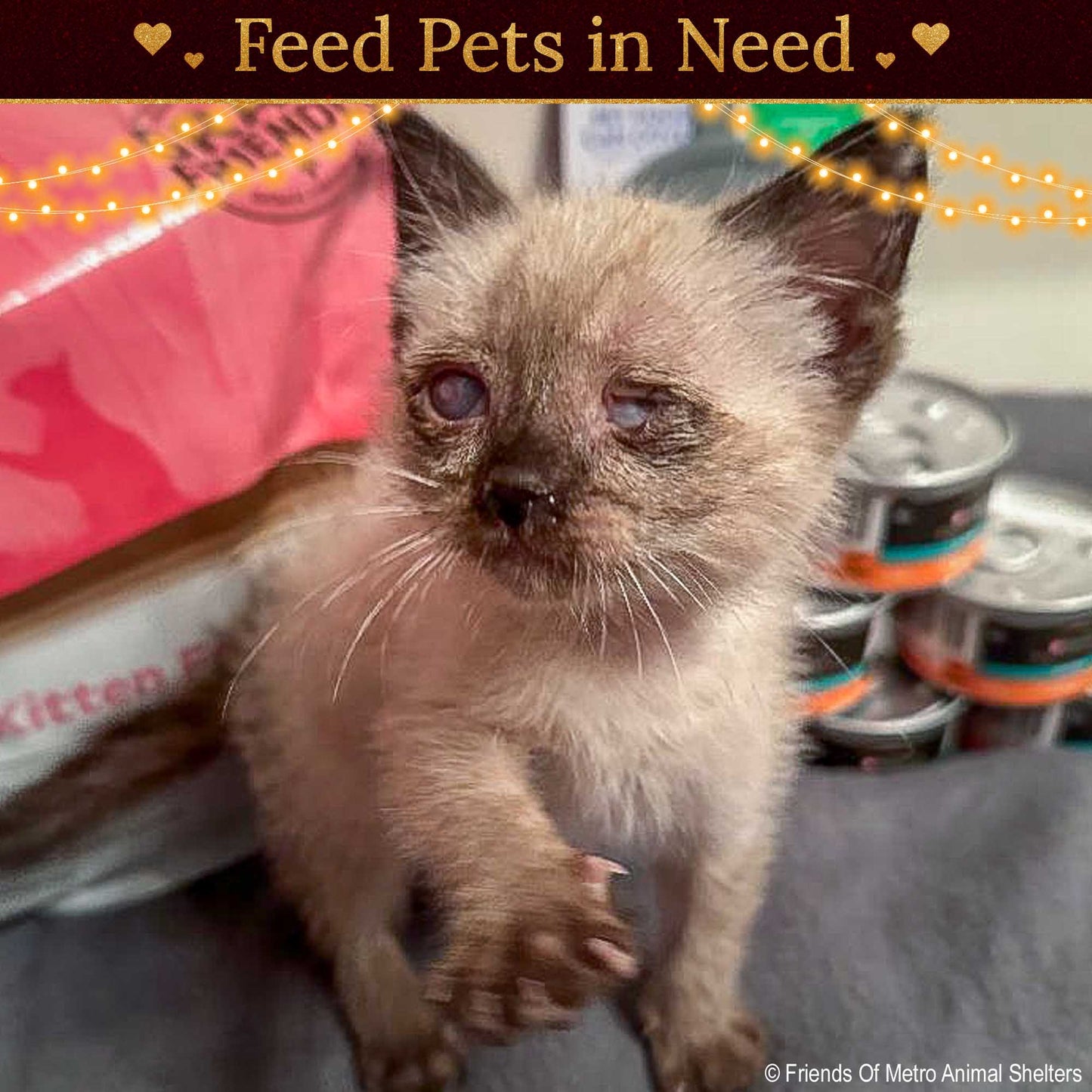 Holiday Food Drive: Feed Shelter Pets in Need