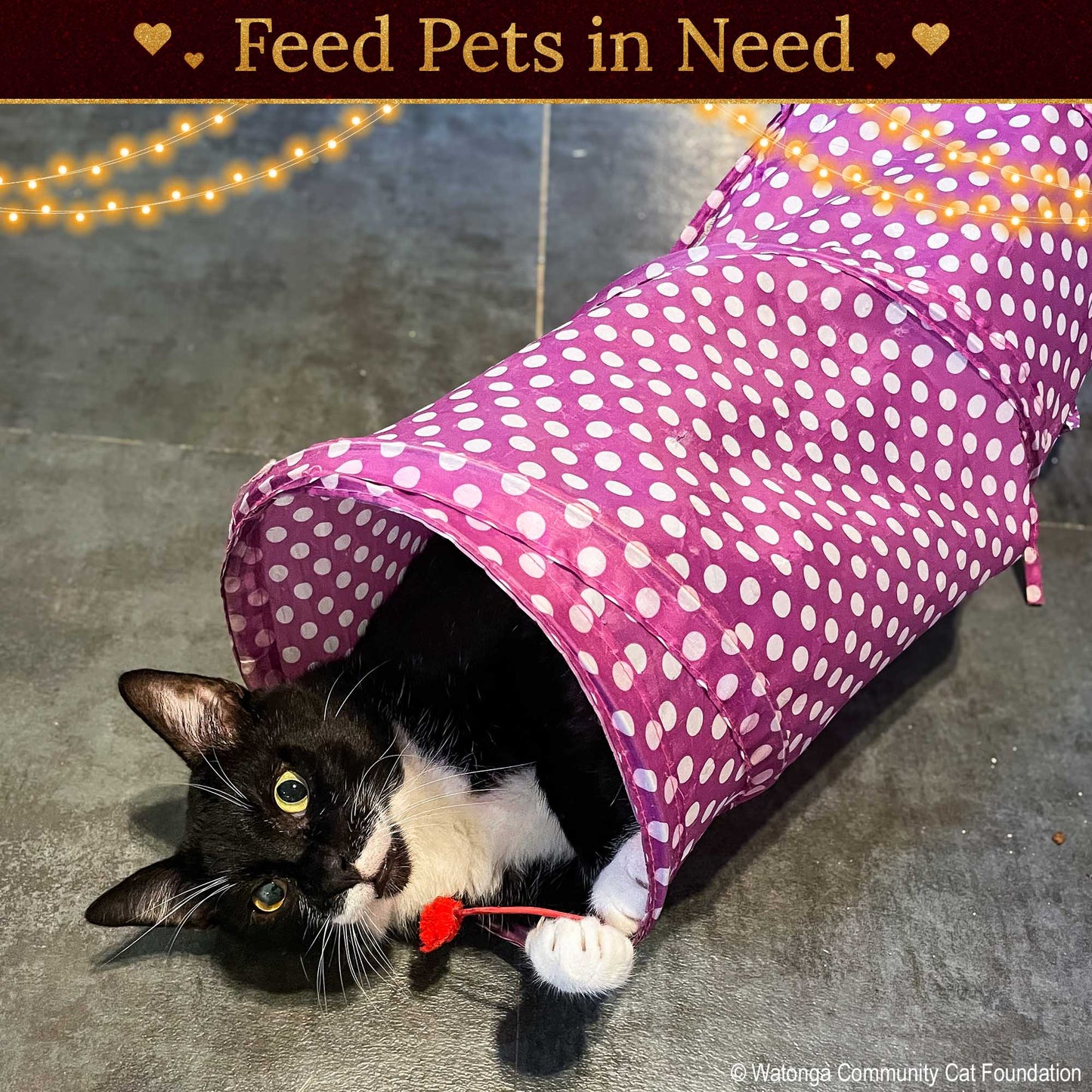 Holiday Food Drive: Feed Shelter Pets in Need