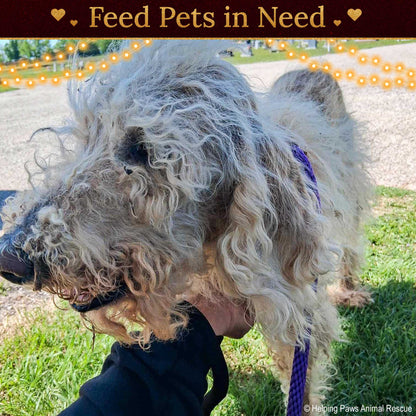 Holiday Food Drive: Feed Shelter Pets in Need