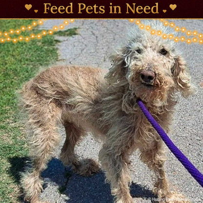 Holiday Food Drive: Feed Shelter Pets in Need