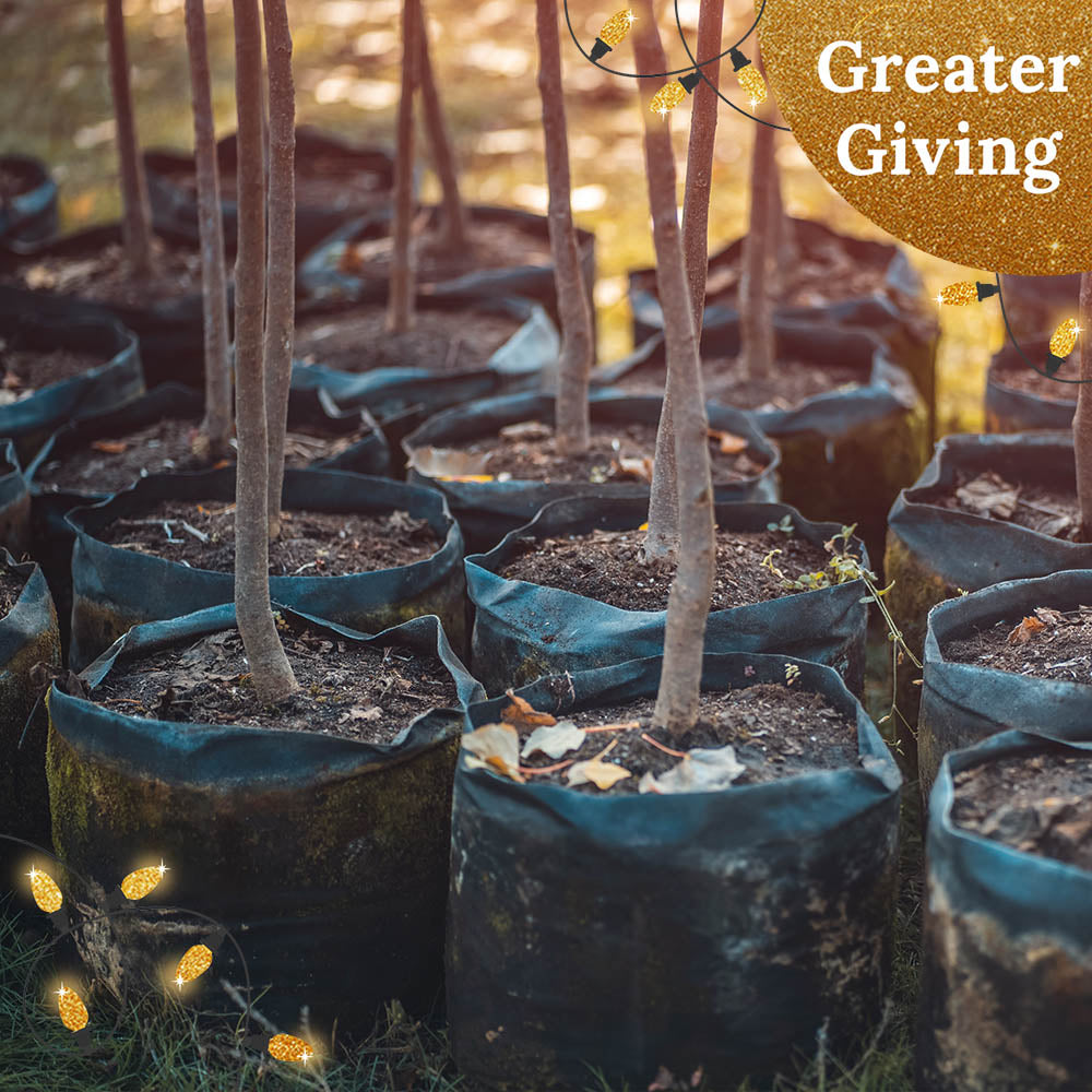 Give the Earth a Gift: Plant a Tree for the Holidays