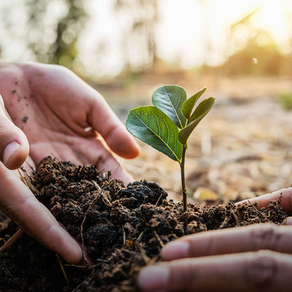 Give the Earth a Gift: Plant a Tree