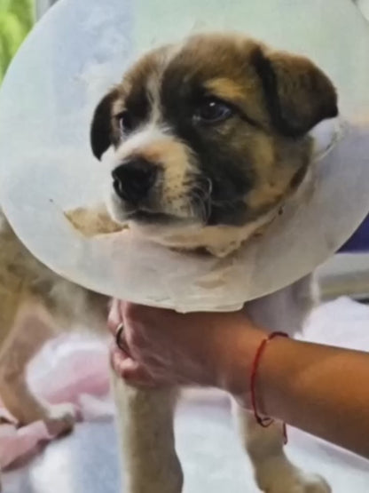 Funded: Help Brăduț Heal from a Severe Back Wound