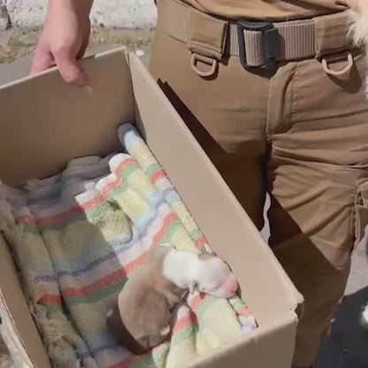 Funded: Help Save Malnourished Mama and Her Newborn Puppy Found in War Zone