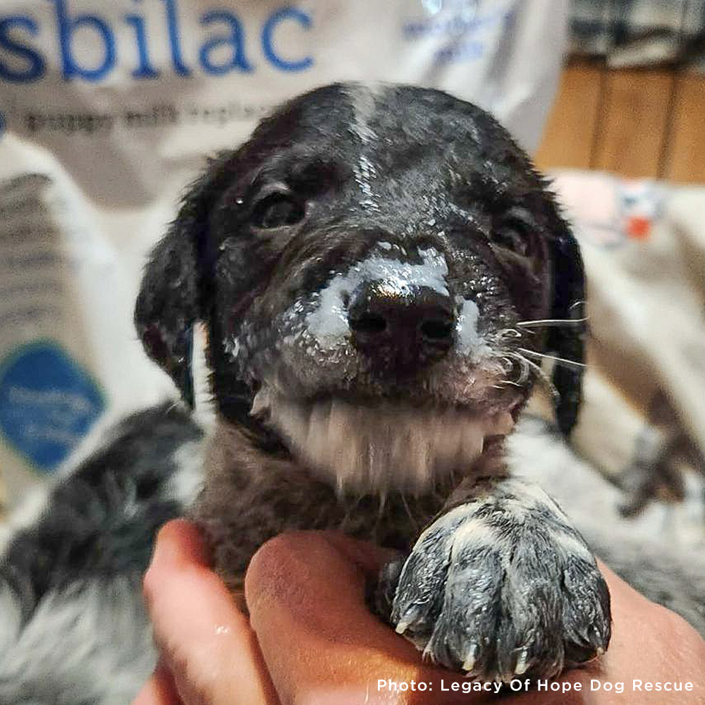 Emergency Care: Life-Saving Formula Kits For Fur Babies