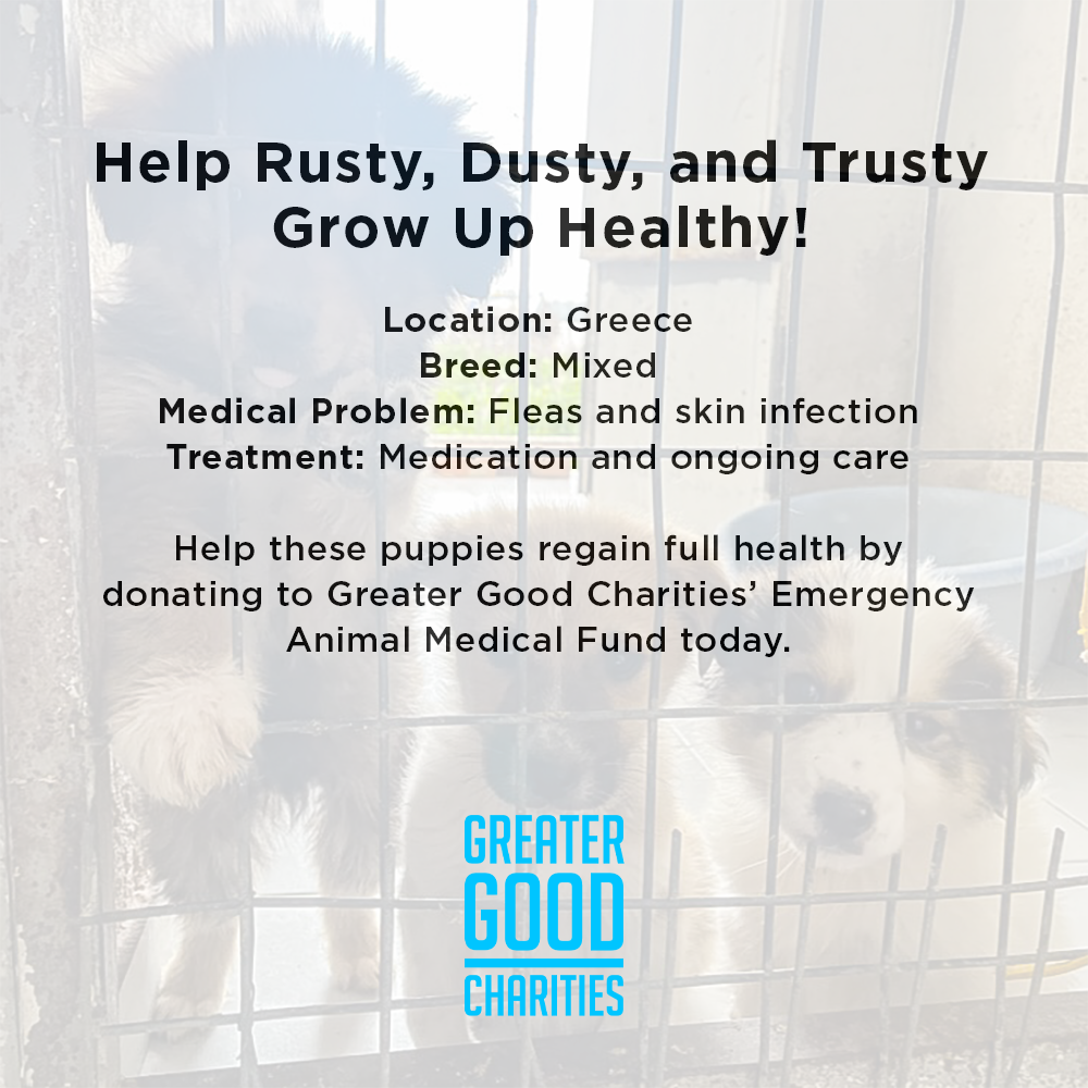 Funded: Help Rusty, Dusty, and Trusty Grow Up Healthy