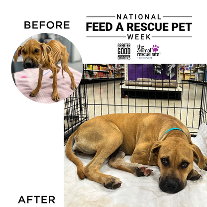 National Feed a Rescue Pet Week - Provide 3 Million Meals for Pets in Need