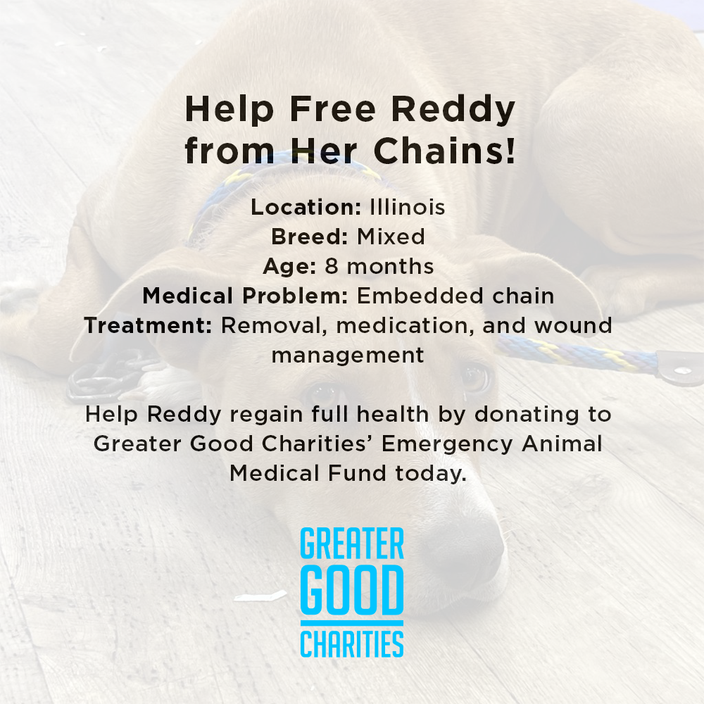 Help Free Reddy from Her Chains