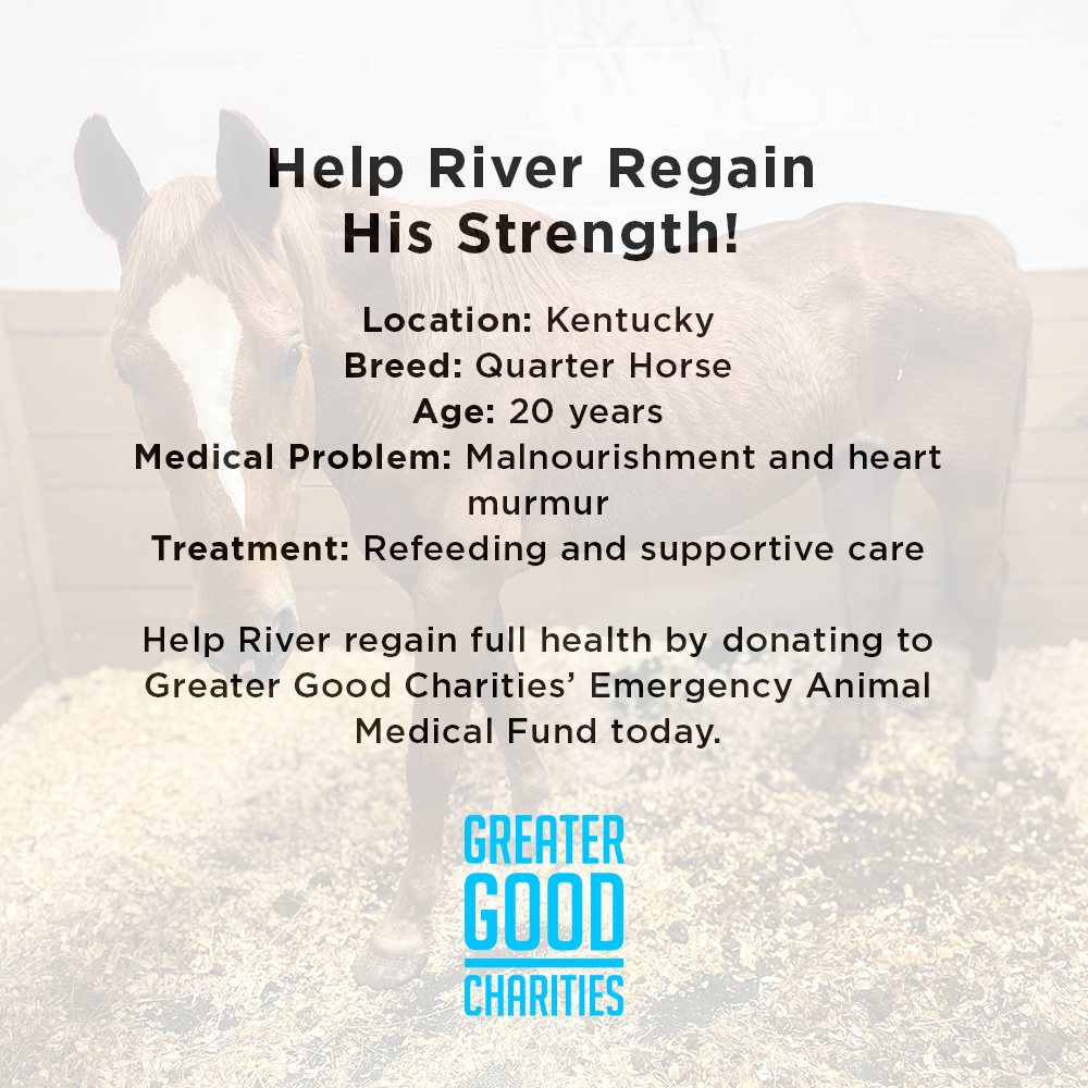 Help River Regain His Strength