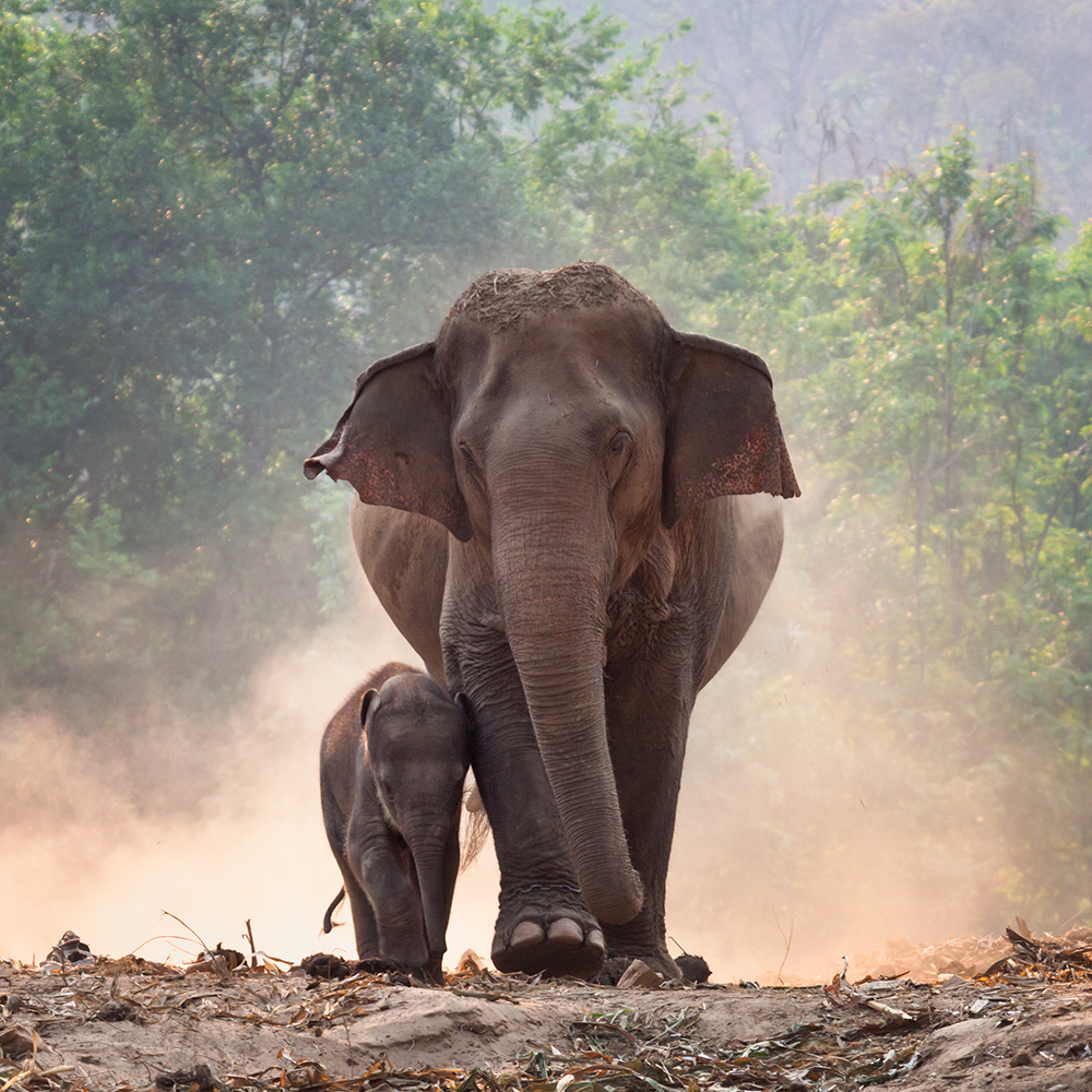 Help Save the Asian Elephant