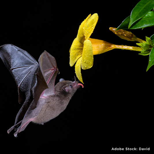 Project Peril: Help Save the Bat