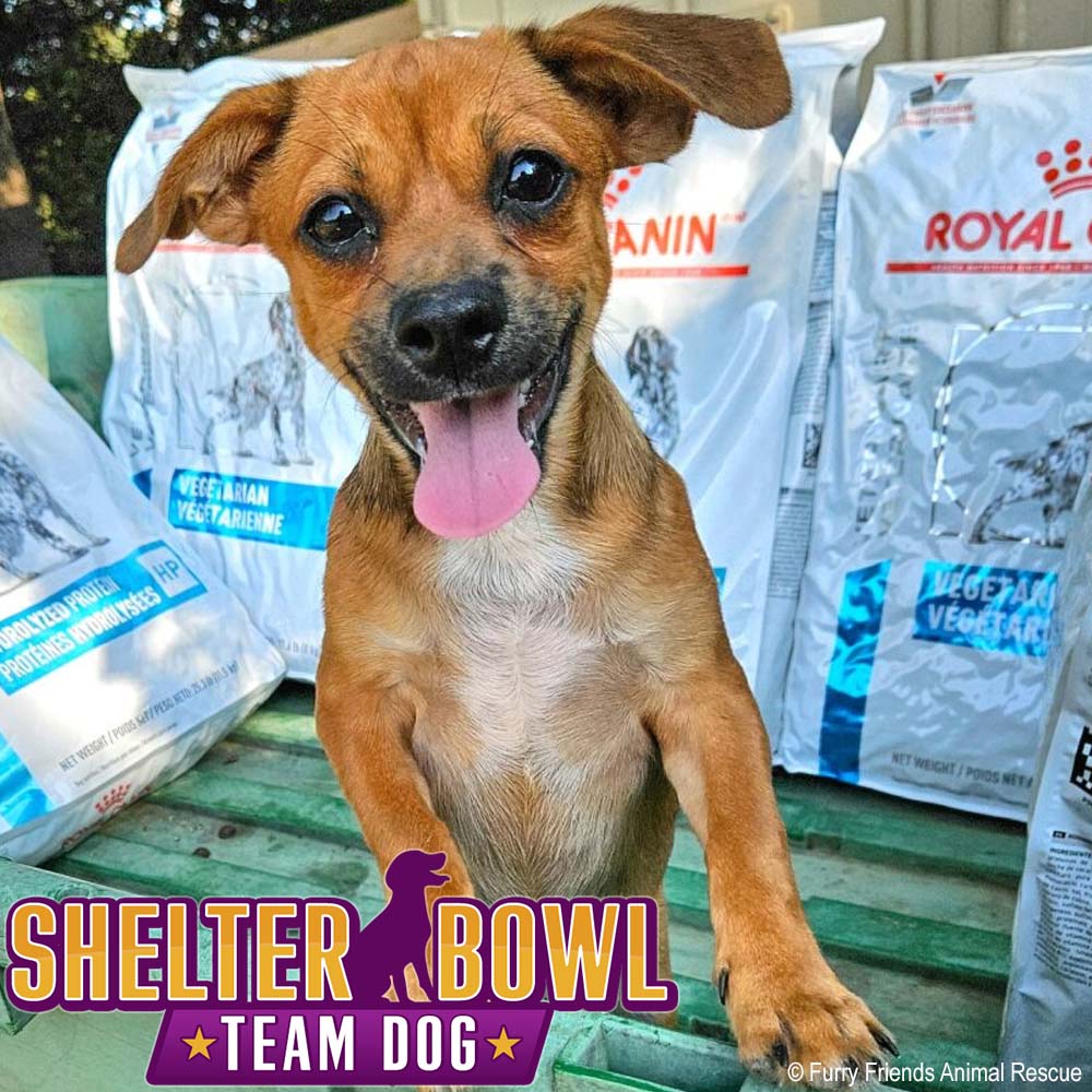 Shelter Bowl 2026: Feed Hungry Shelter Pets