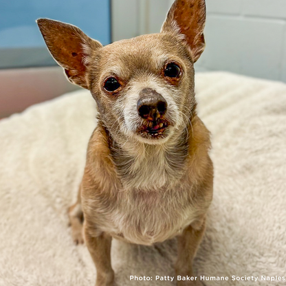 Send Support Packages To Senior Dogs