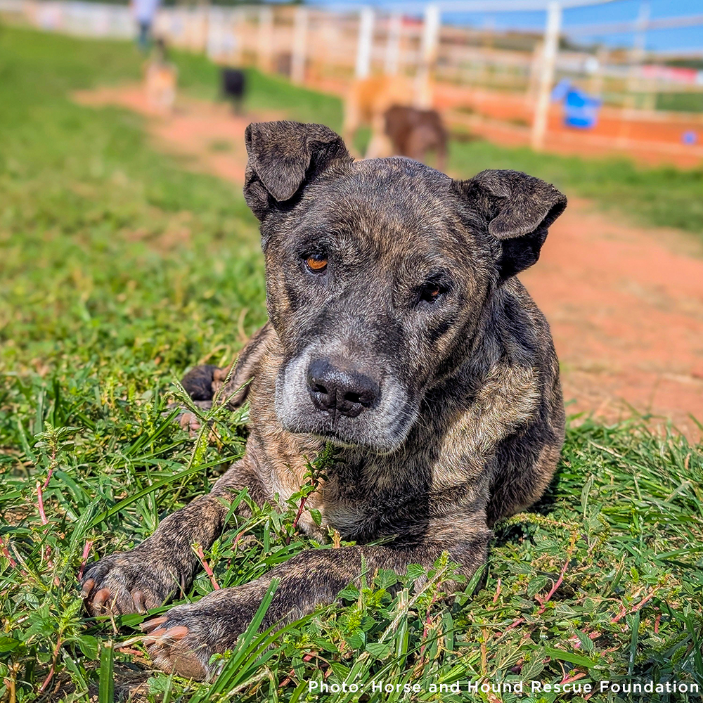 Dog lying on grass with a blurred background