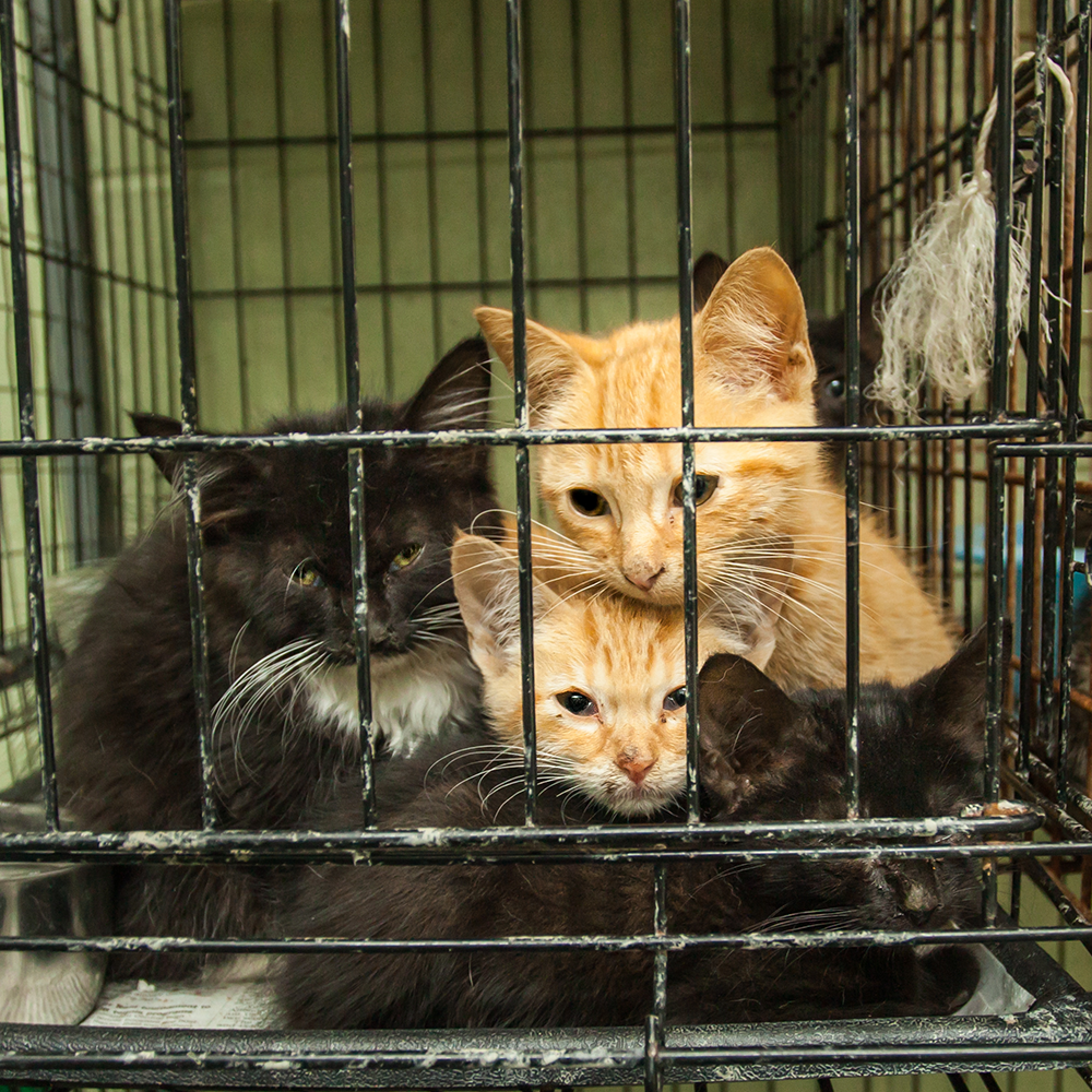 Protect Shelter Pets from Highly Contagious and Deadly Diseases