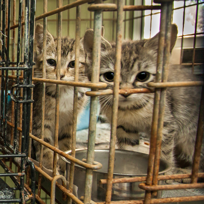 Protect Shelter Pets from Highly Contagious and Deadly Diseases