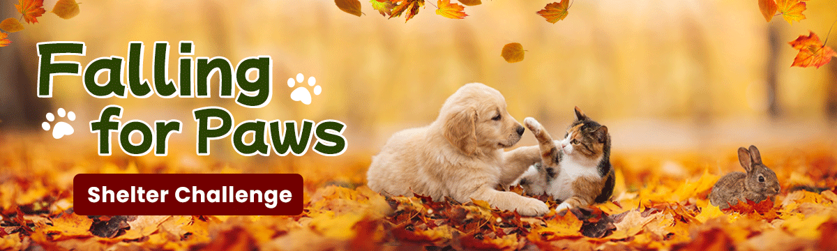 Falling for Paws Shelter Challenge