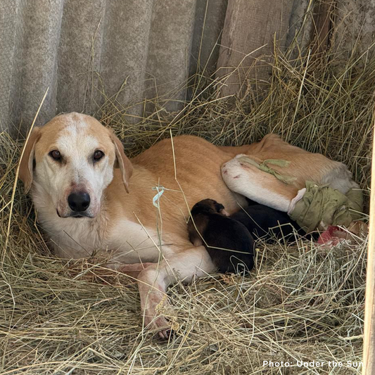 Shot Ukraine Mama Dog & Puppies Need Emergency Care