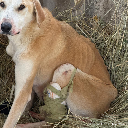 Funded: Shot Ukraine Mama Dog & Puppies Need Emergency Care