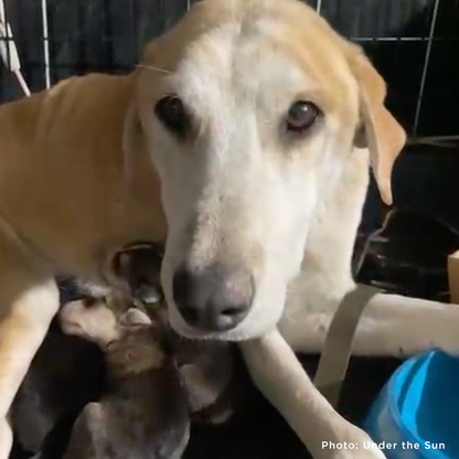Funded: Shot Ukraine Mama Dog & Puppies Need Emergency Care