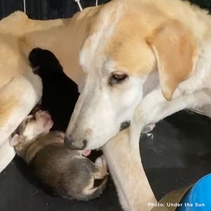 Funded: Shot Ukraine Mama Dog & Puppies Need Emergency Care