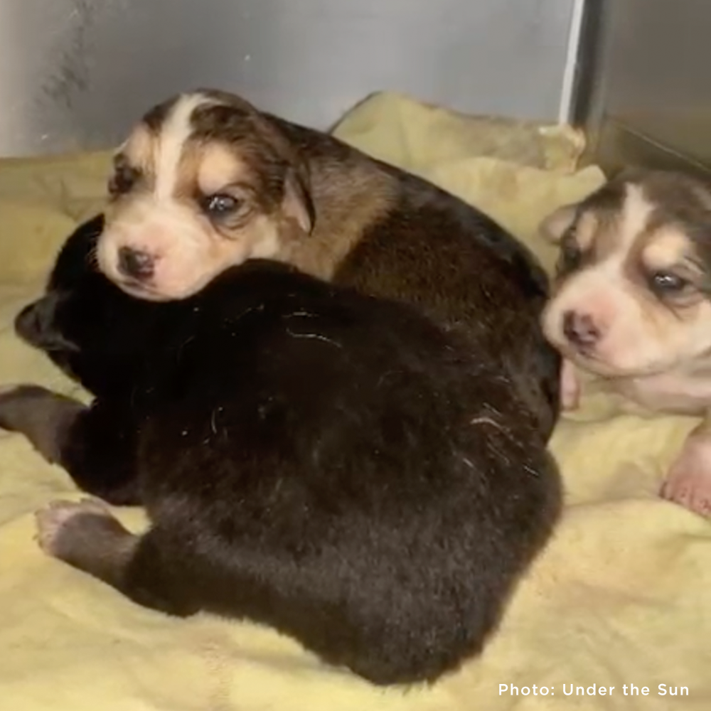 Funded: Shot Ukraine Mama Dog & Puppies Need Emergency Care