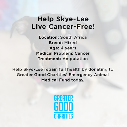 Help Skye-Lee Live Cancer-Free