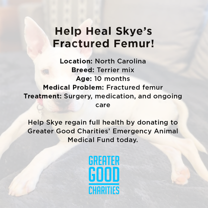 Help Heal Skye’s Fractured Femur