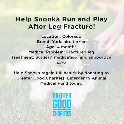 Help Snooka Run and Play After Leg Fracture