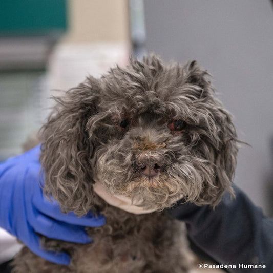 Scared Roxy Was Pulled From a Collapsed, Burned Home