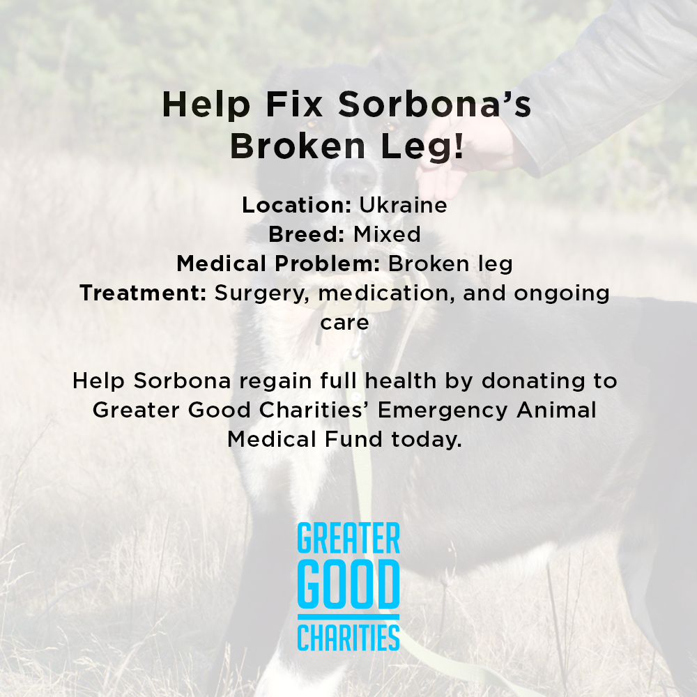 Help Fix Sorbona’s Broken Leg