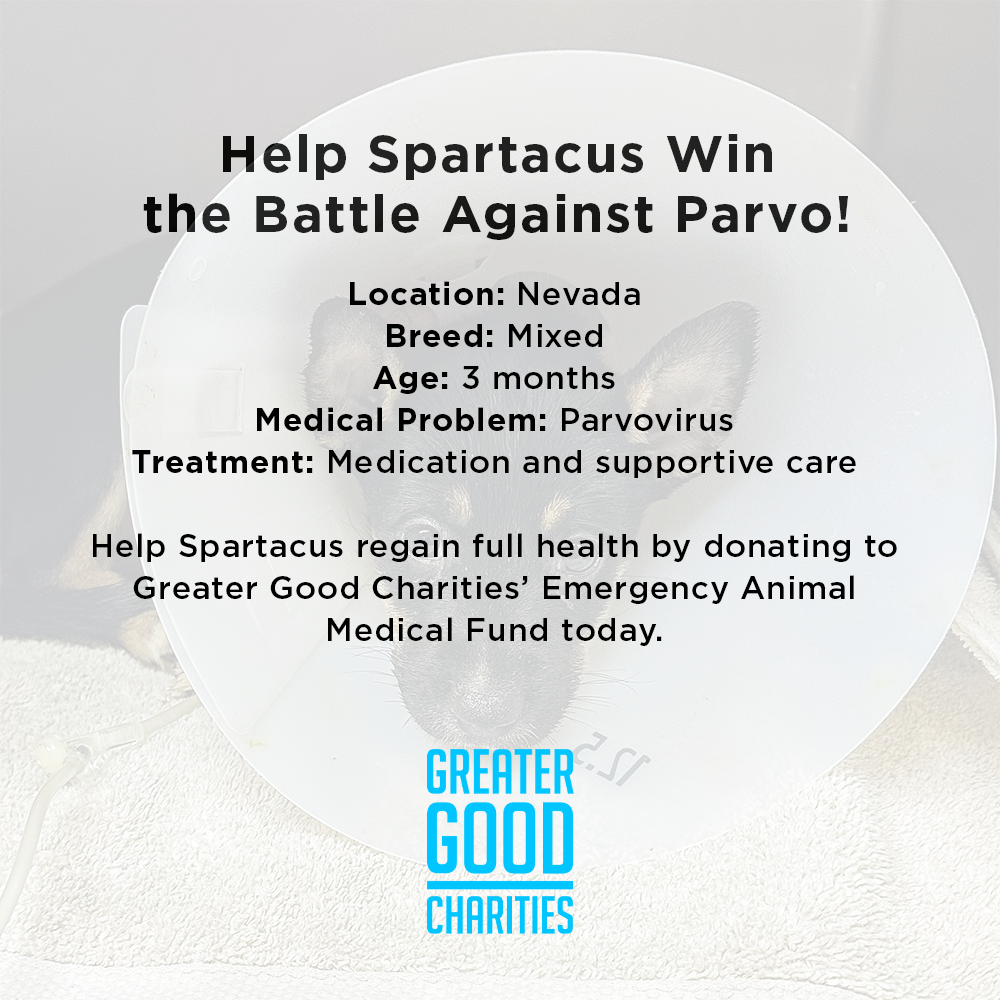 Help Spartacus Win the Battle Against Parvo