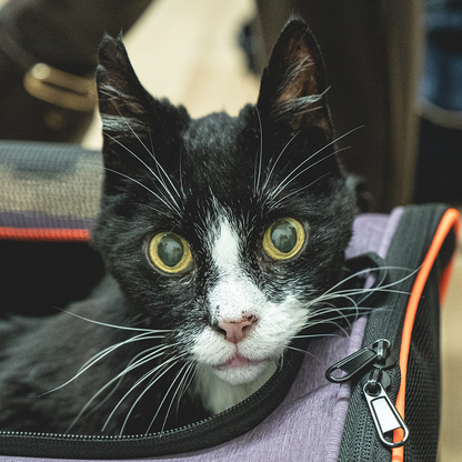 Send Emergency Relief to Families and Pets Impacted by the Spokane Wildfires
