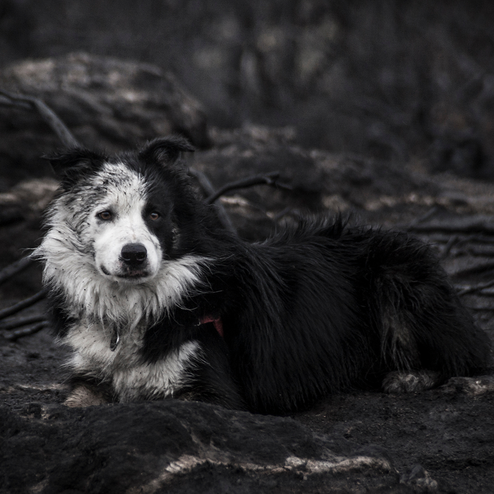 Send Emergency Relief to Families and Pets Impacted by the Spokane Wildfires