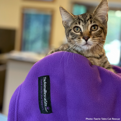 Give Shelter & Supplies to Stray Cats Living in Harsh Conditions