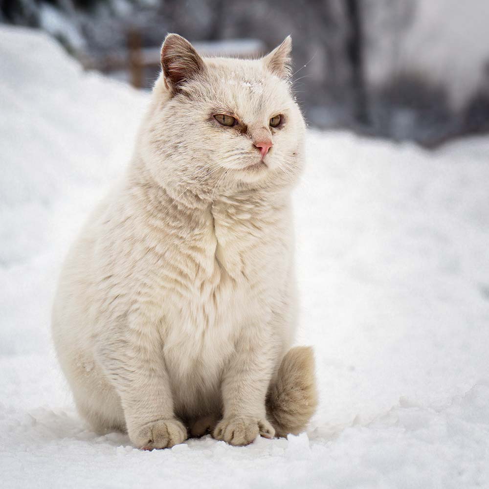 Give Shelter & Supplies to Stray Cats Living in Harsh Conditions