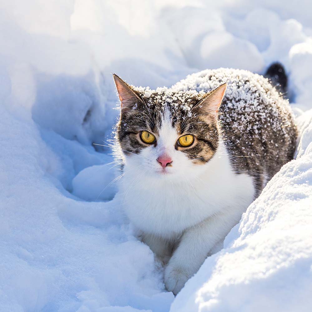 Give Shelter & Supplies to Stray Cats Living in Harsh Conditions