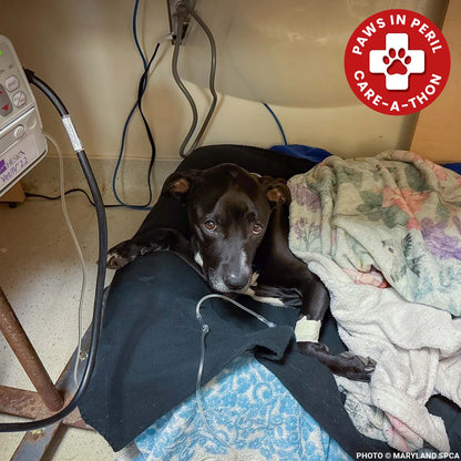 Funded: Sweetheart Is Battling a Life-Threatening Infection & Needs Urgent Support