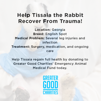 Funded: Help Tissaia the Rabbit Recover From Trauma