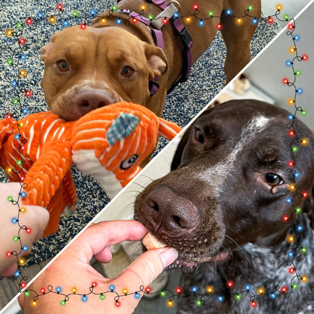 8th Annual Holiday Toy & Treat Event: Bring Joy To a Shelter Pet