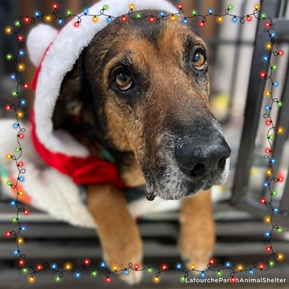 8th Annual Holiday Toy & Treat Event: Bring Joy To a Shelter Pet