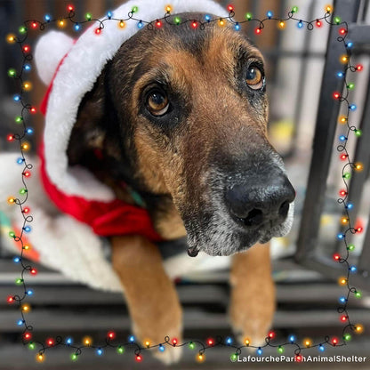 8th Annual Holiday Toy & Treat Event: Bring Joy To a Shelter Pet