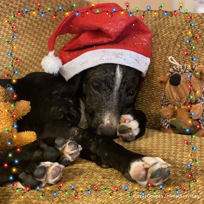 8th Annual Holiday Toy & Treat Event: Bring Joy To a Shelter Pet