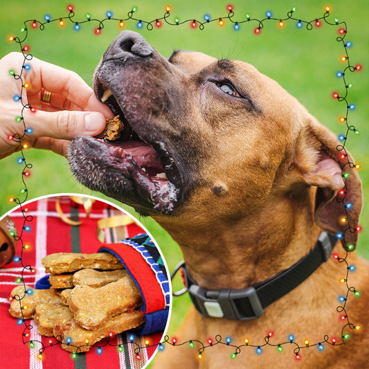 7th Annual Holiday Toy & Treat Event: Bring Joy To a Shelter Pet