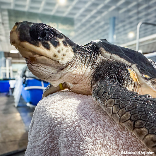 Name a Turtle, Save a Turtle: Help Endangered Sea Turtles Complete Their Journey Home