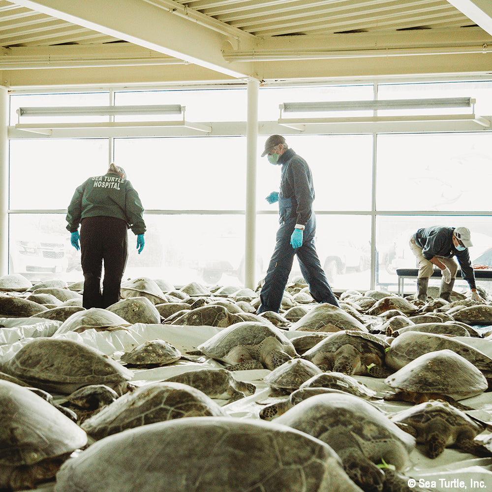People in a room with large glass windows, surrounded by sea turtles.