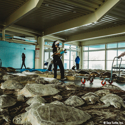 People interacting with sea turtles inside a building, with large windows in the background.