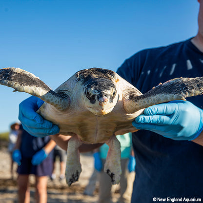 Person holding a sea turtle with blue gloves against a clear sky